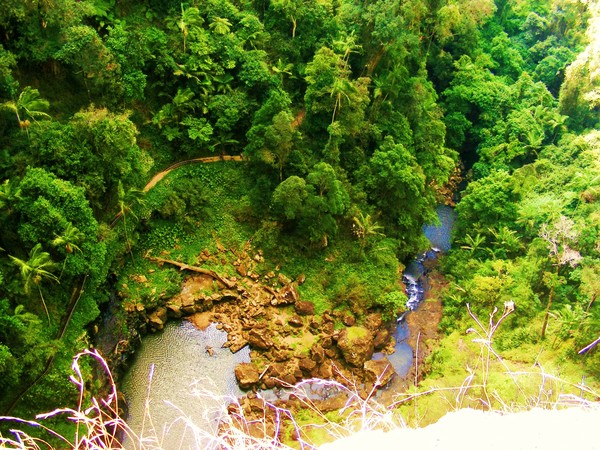 Birds Eye