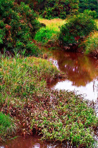 Following the Rains