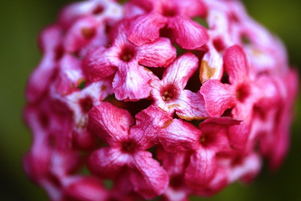 Pinks