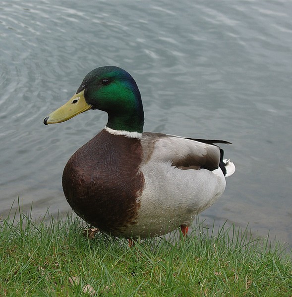 Duck in Sunday dress
