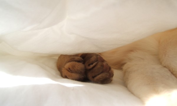 Paws