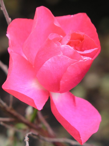 winter rose