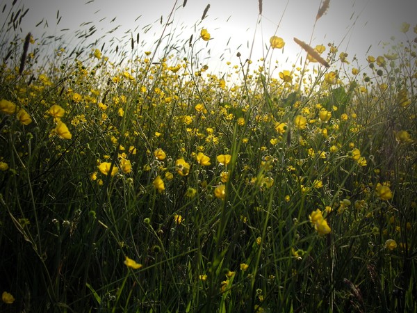 Summer Dreams
