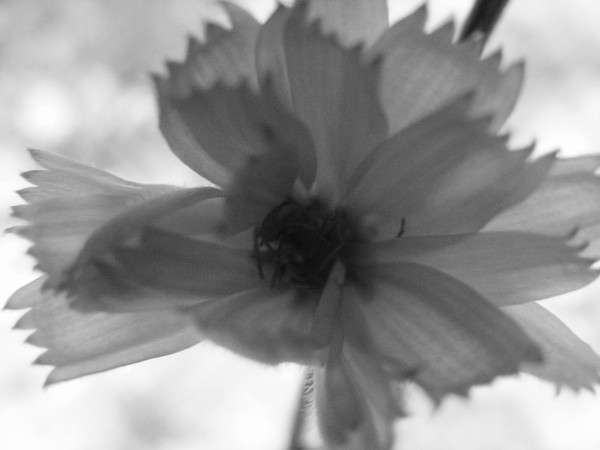 B&W Wildflower