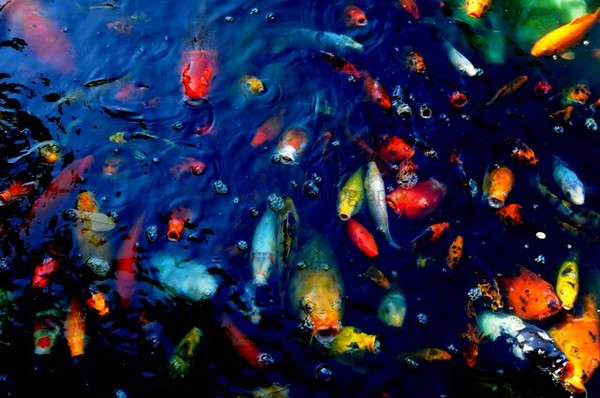 Sea of Color