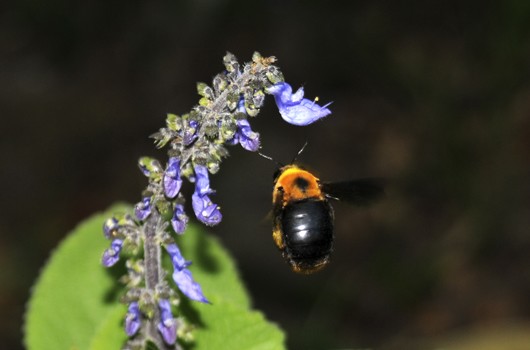 Bumble