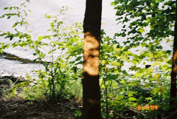 Light on Tree by Pond