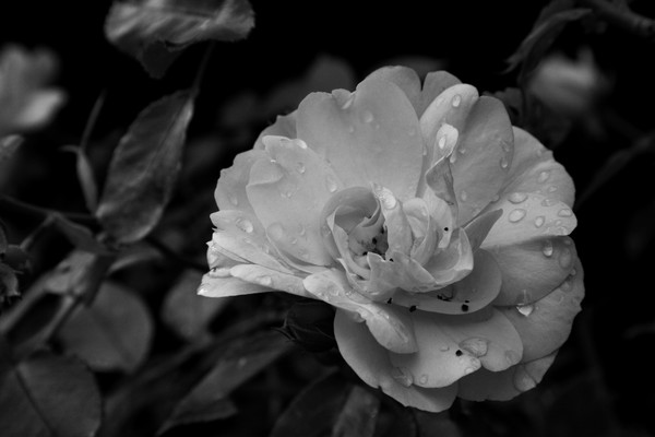 B/W rose with water drops