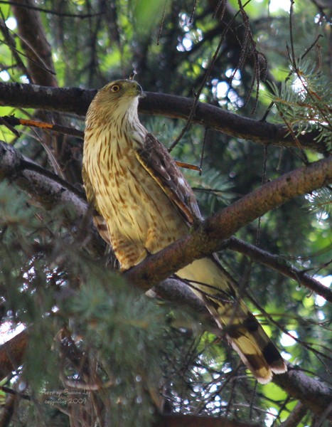 Sharp-Shinned Hawk 2