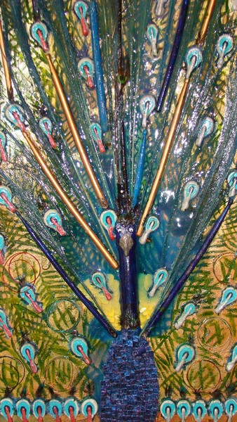 Peacock Pride