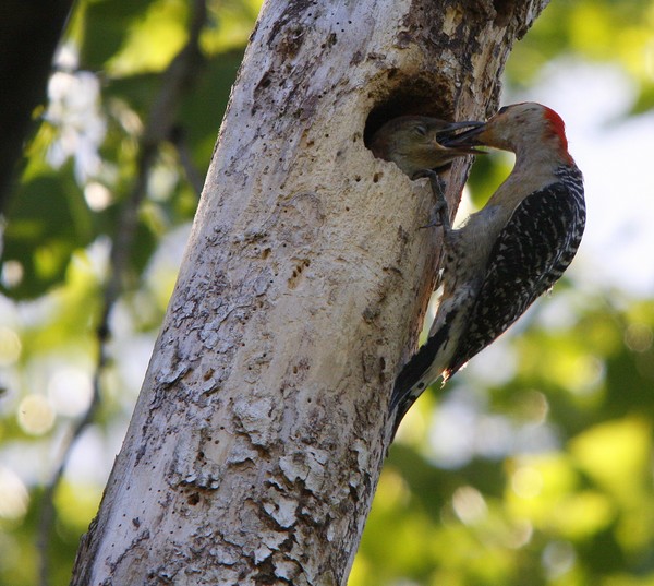 Red Bellied Woodpecker feeding it's young