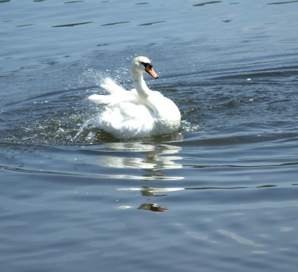 swan splash