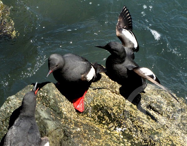 Seabird - Pigeon Guillemot