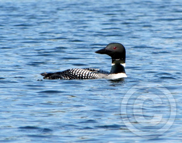 Loon - ready!