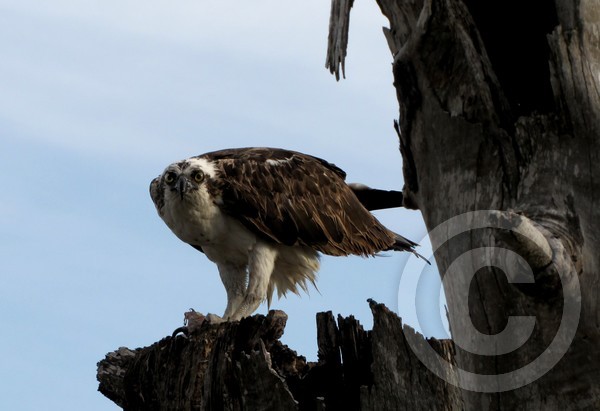 Osprey Stare!
