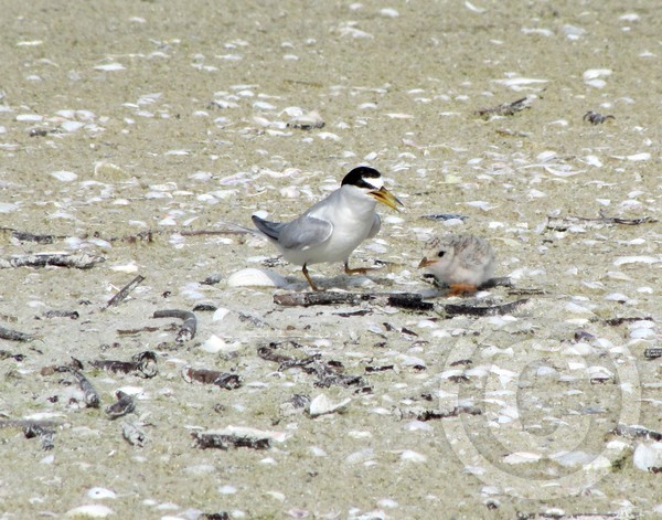 Least Tern and Chick