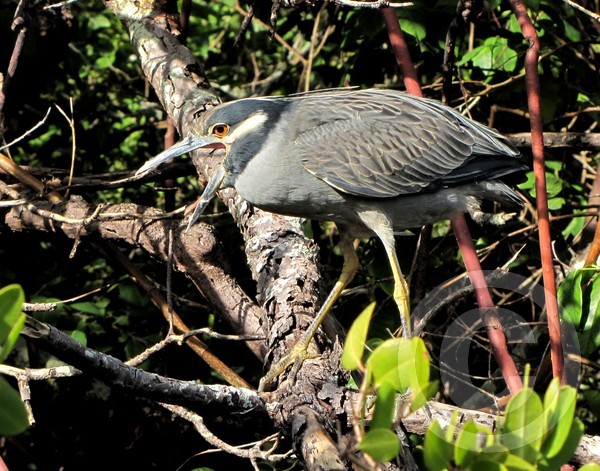 Yawning Yellow-crowned Night Heron