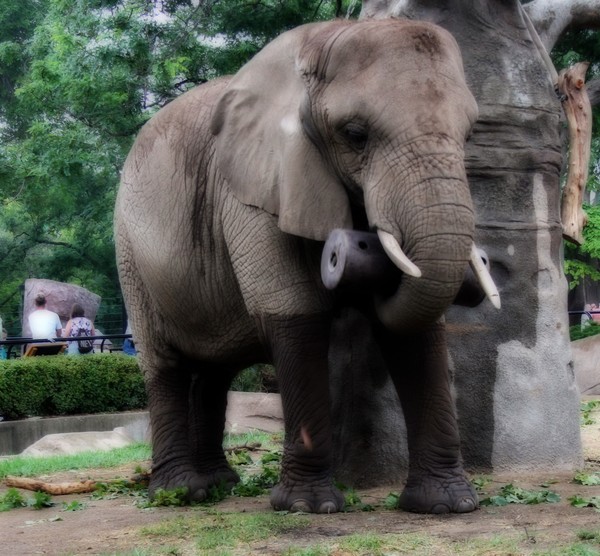 Elephant