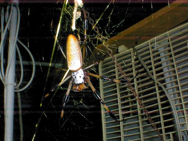 Golden Orb Weaver