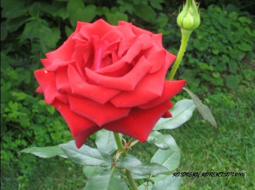 STUNNING ROSE