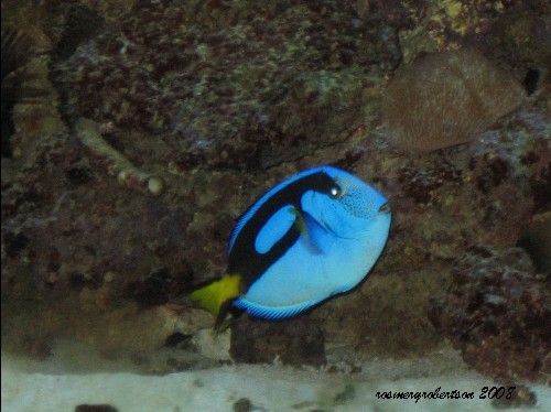 BLUE FISH