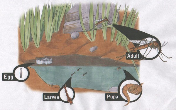 Life Cycles