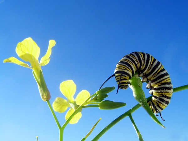 Monarch Caterpillar