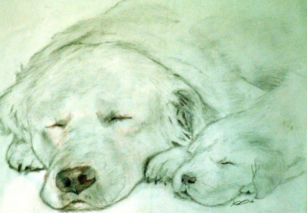 Let Sleeping Dogs Lye