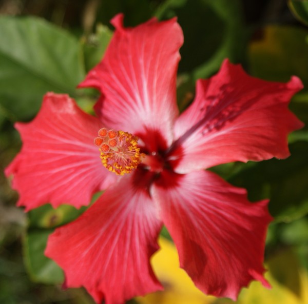 Hibiscus flower
