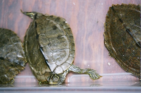 Little Slider