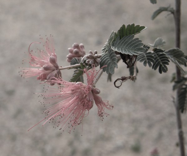 Fairy Duster