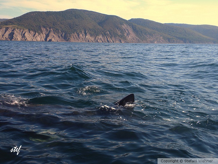 shark watching ...