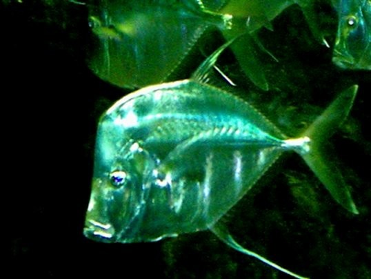 fish 