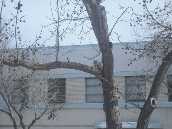 Sqiurrel in tree