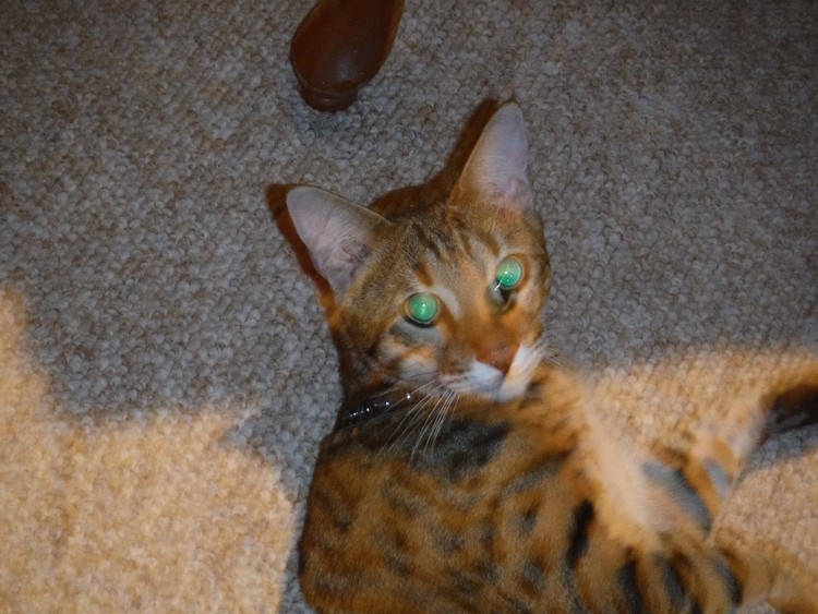 Caesar, the King of Cats