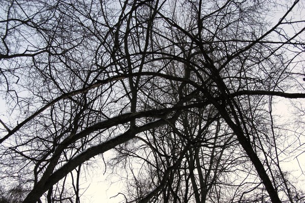 Twisted Branches