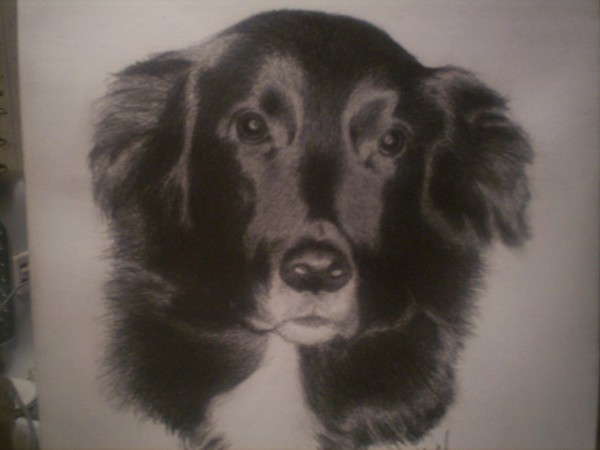 bruce's dog