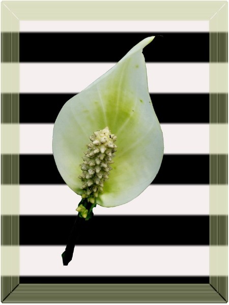 Peace Lily