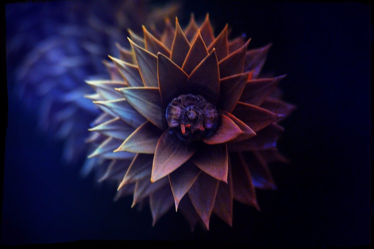 Blue Flower