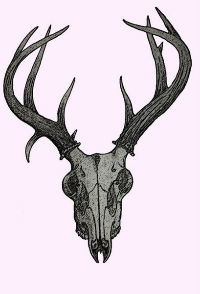 deer skull