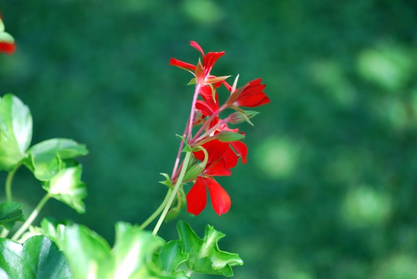 Nikon_06032009_3520