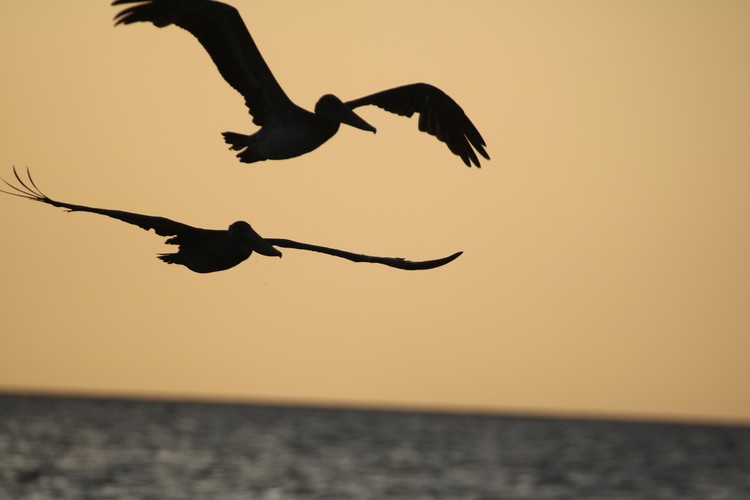 Pelican in flight