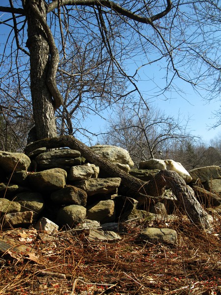Timber's Tree