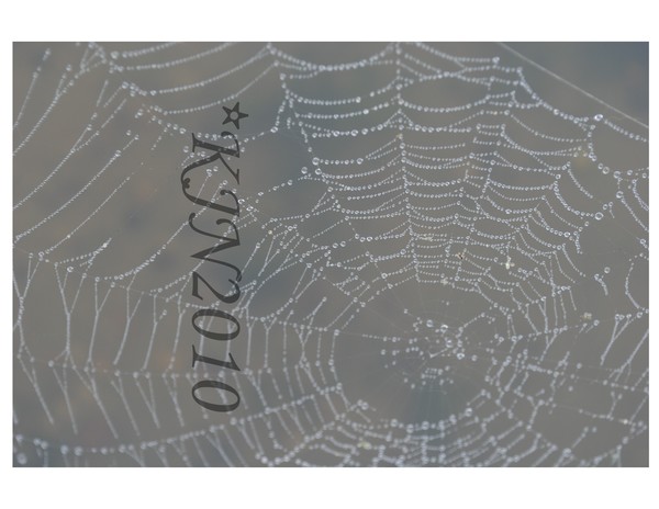 Spiderwebs