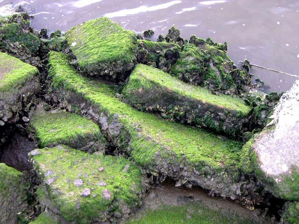 Mossy Rocks 03