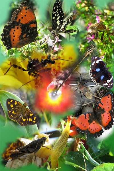 Garden Bugs CC