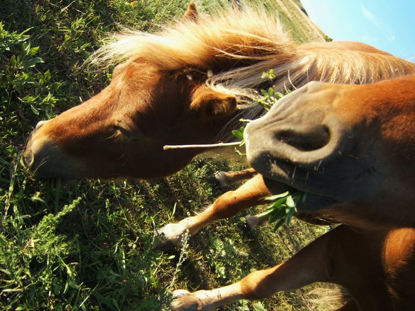 ponies
