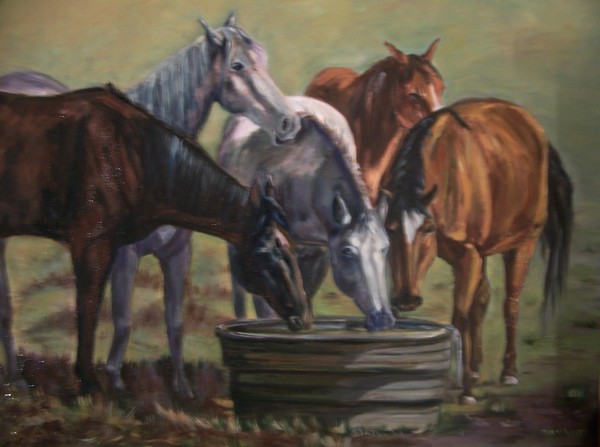 Horses Drinking
