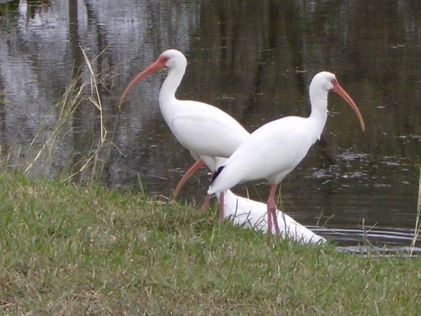 ibis