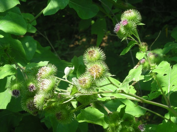 sun on Burdock's